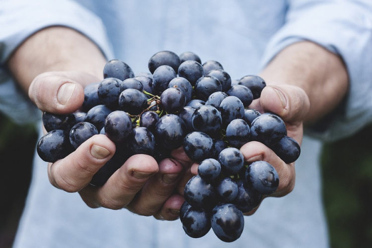 Rekord szőlő- és bortermésre számít az Agrárminisztérium idén 