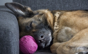 A felelős állattartásra fókuszál a DogMopolitan Kutyafesztivál