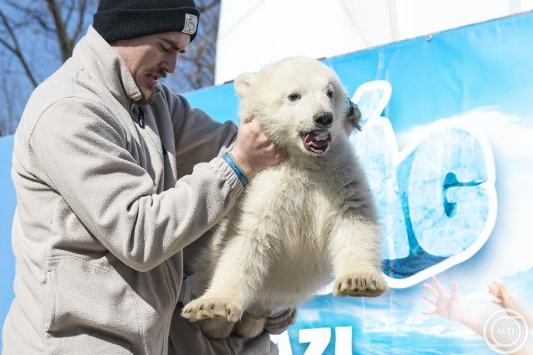 Hímek a Nyíregyházi Állatpark jegesmedvebocsai